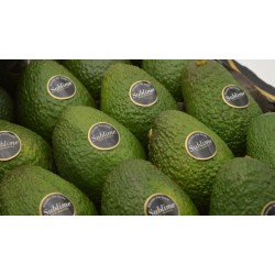 AGUACATE SUBLIME Peso 4 KG...
